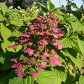 Hydrangea panniculata Wims Red, plant in pot