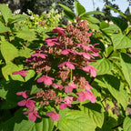 Hydrangea panniculata Wims Red, plant in pot