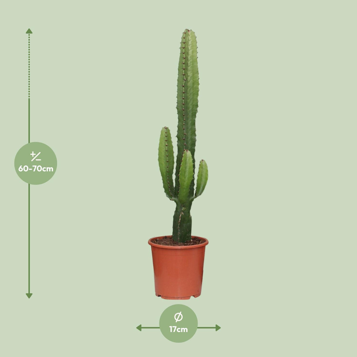 Detailfoto van Euphorbia acrurensis, kandelaarvormige stengels, 50 cm hoog