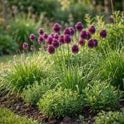 Kogellook Allium sphaerocephalon, paars, foto 2