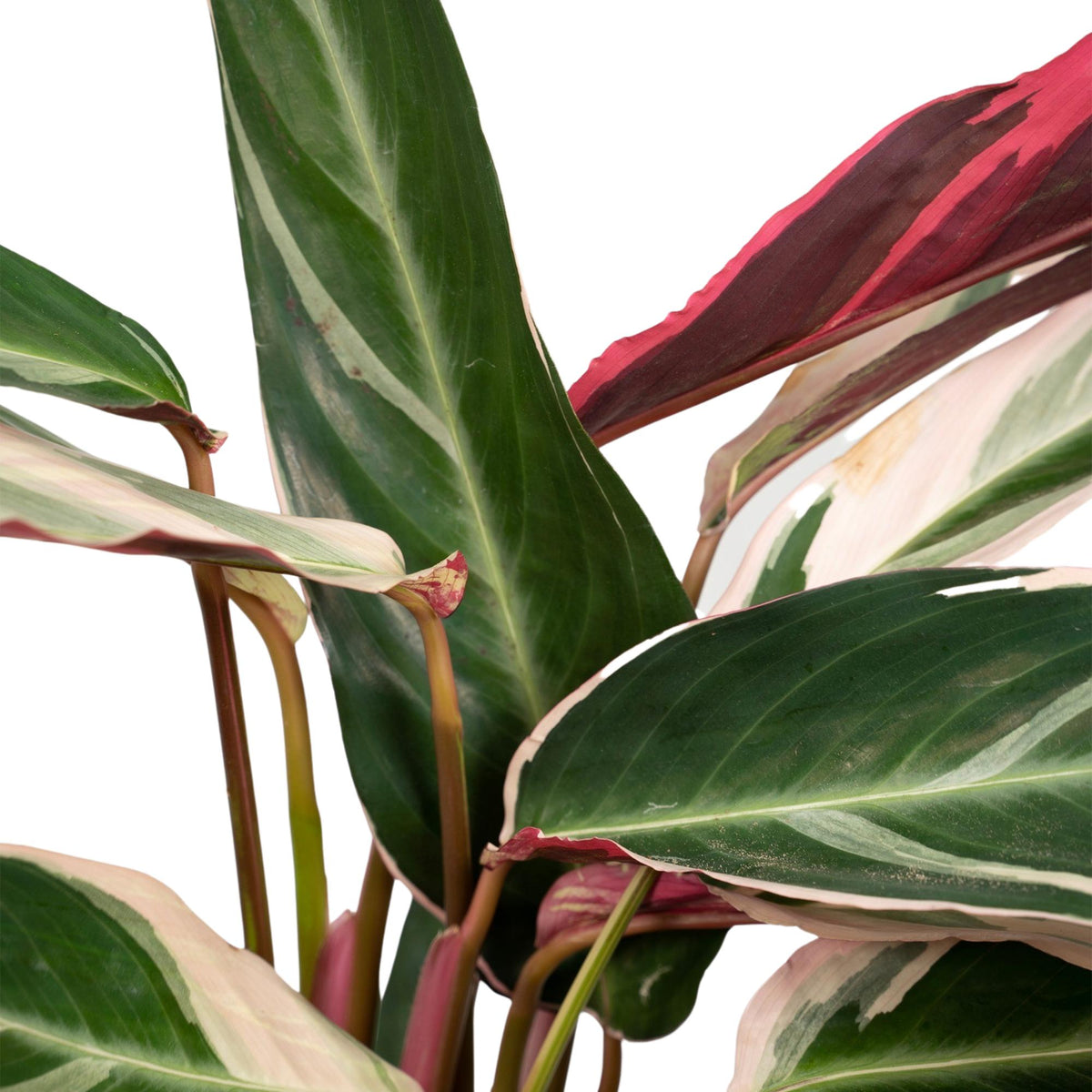 Detailfoto van Calathea Triostar - Pauwenplant