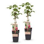 Braamboos Tayberry, fruitgewas voor de tuin, kenmerkend blad