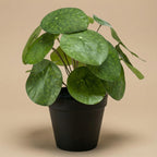 Pilea bush kunstplant in zwarte pot, detail van het blad