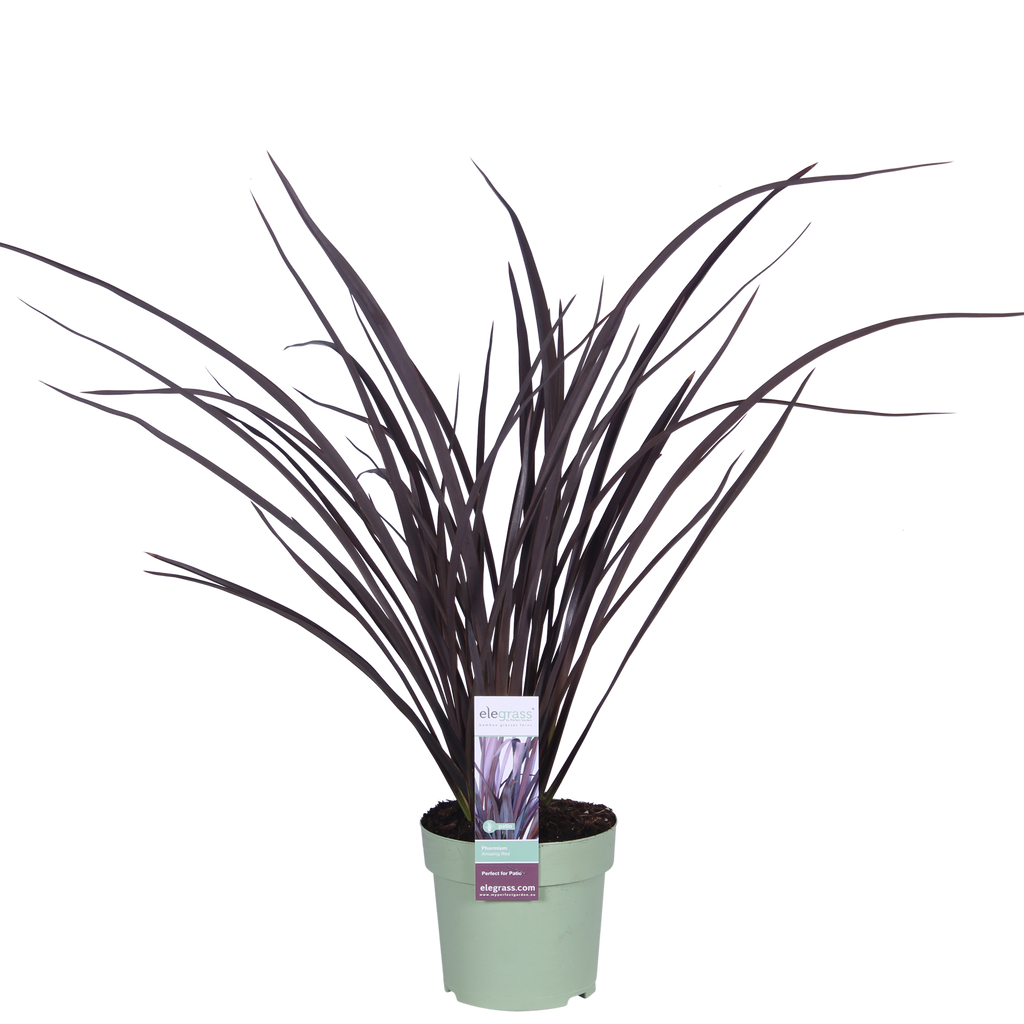 Detailfoto van Phormium 'Rubra Nana'