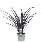 Detailfoto van Phormium 'Rubra Nana'