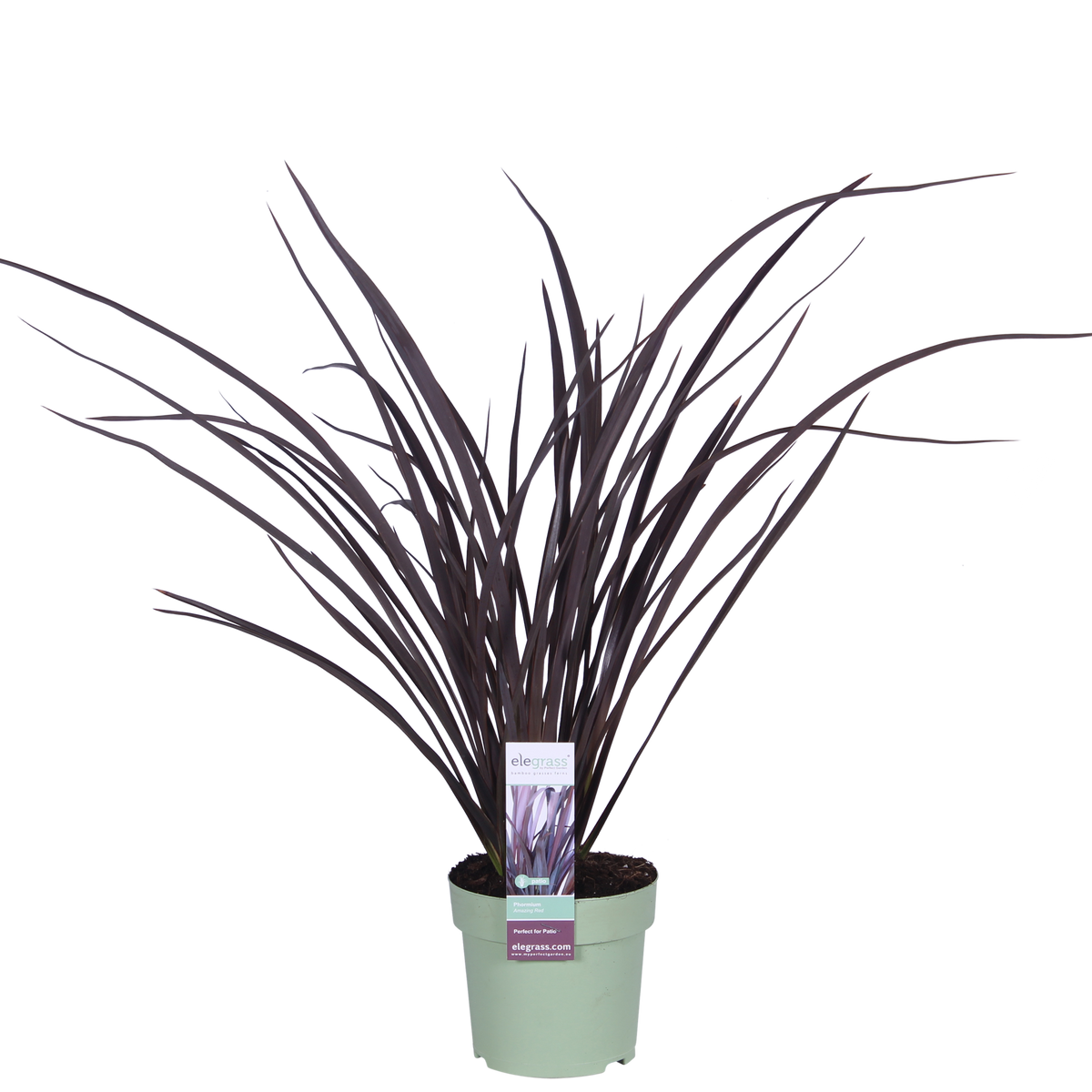 Detailfoto van Phormium 'Rubra Nana'