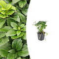 Pachysandra terminalis, plant in pot