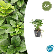 6x Pachysandra terminalis
