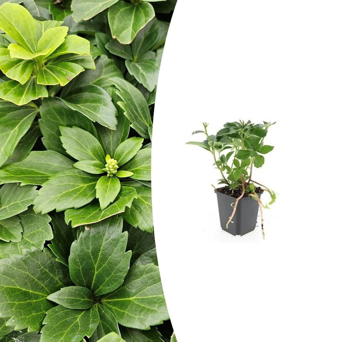 Pachysandra terminalis, plant in pot