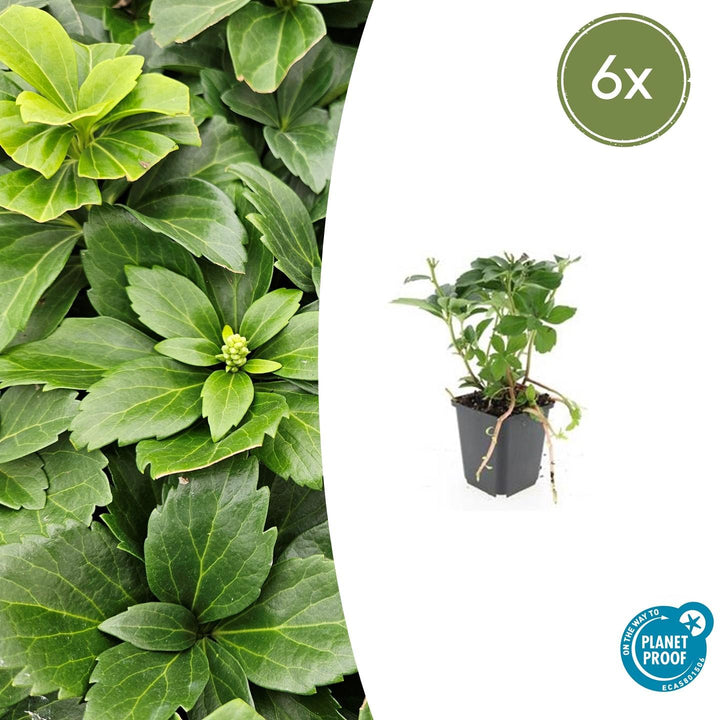 6x Pachysandra terminalis