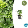 6x Pachysandra terminalis