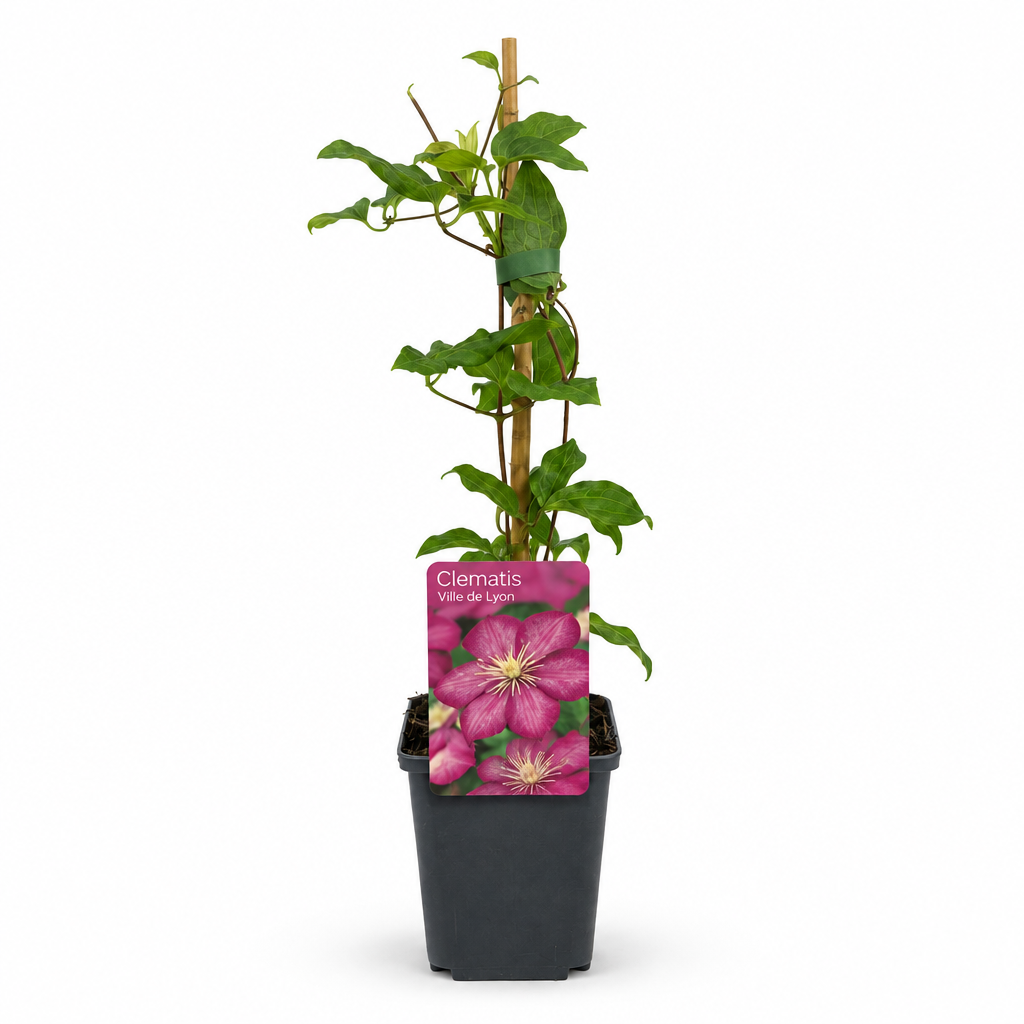 Clematis 'Ville de Lyon' - rode bosrank, 35 cm hoog, kenmerkend blad