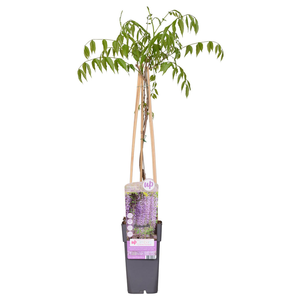 Detailfoto van Wisteria floribunda 'Naga Noda' - Paarse regen