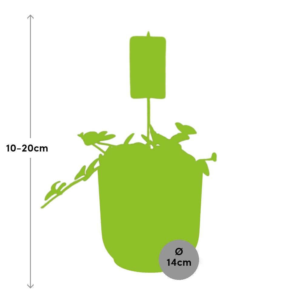Productafbeelding van Pureplant