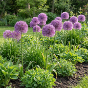 Sierui Allium &