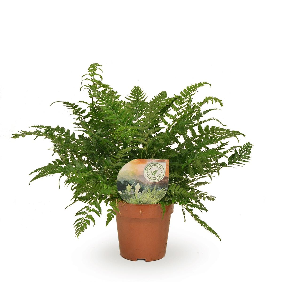 Productfoto van Polystichum Tsussimense / Athyrium