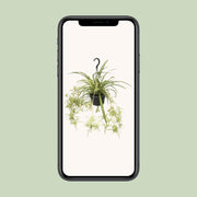 Chlorophytum Comosum Variegatum