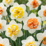Narcis 'Macaron Bloss' bloembollen, wit en geel