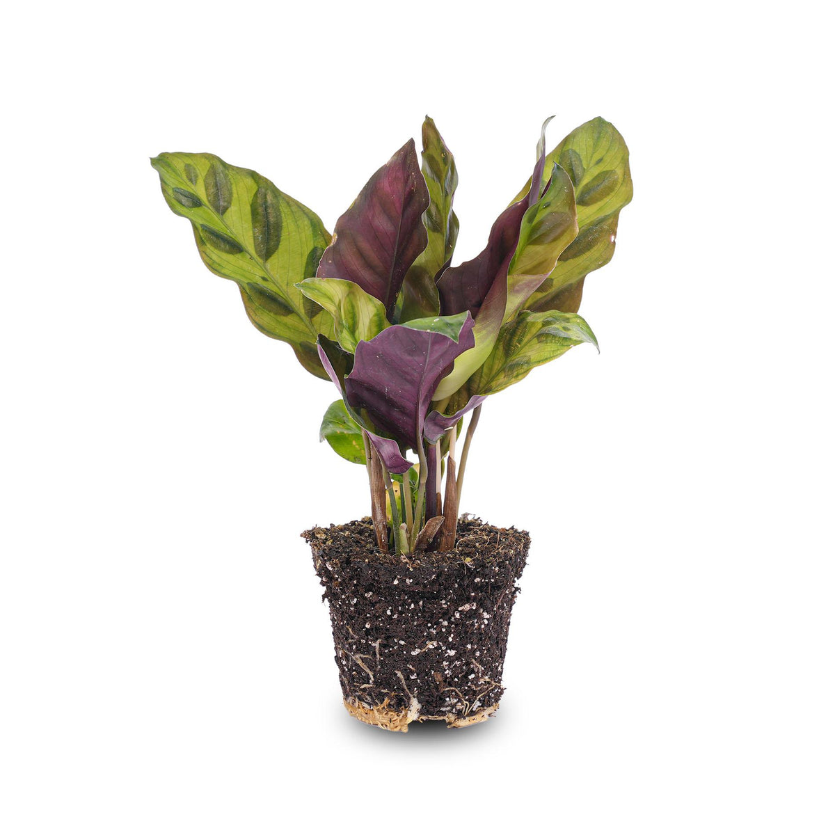 Calathea lancifolia, terrariumplant met gestreept blad, groene bladeren