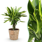 Dracaena fragrans Golden Coast met mand, 50-55 cm hoog, detail van het blad