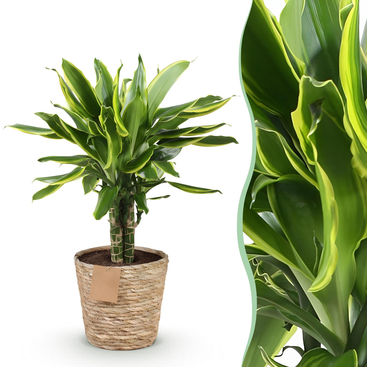 Dracaena fragrans Golden Coast met mand, 50-55 cm hoog, detail van het blad