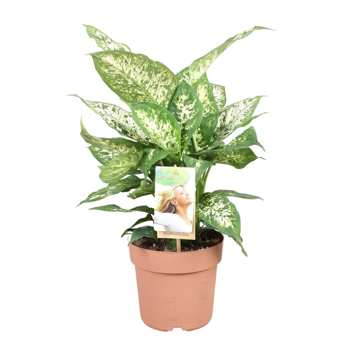 Productfoto van Dieffenbachia Compacta