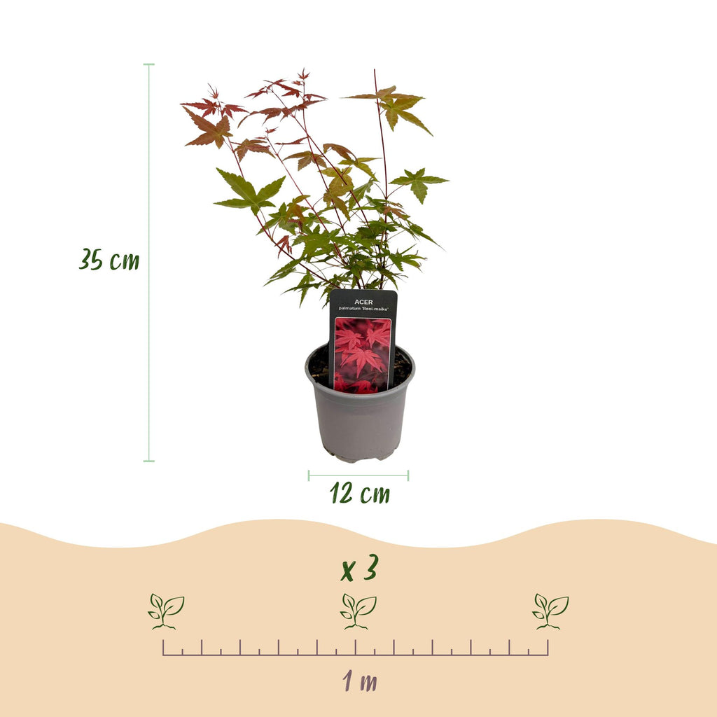 Acer palmatum Beni, plant in pot
