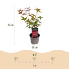 Acer palmatum Beni, plant in pot