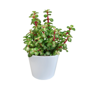Portulacaria afra mediopicta