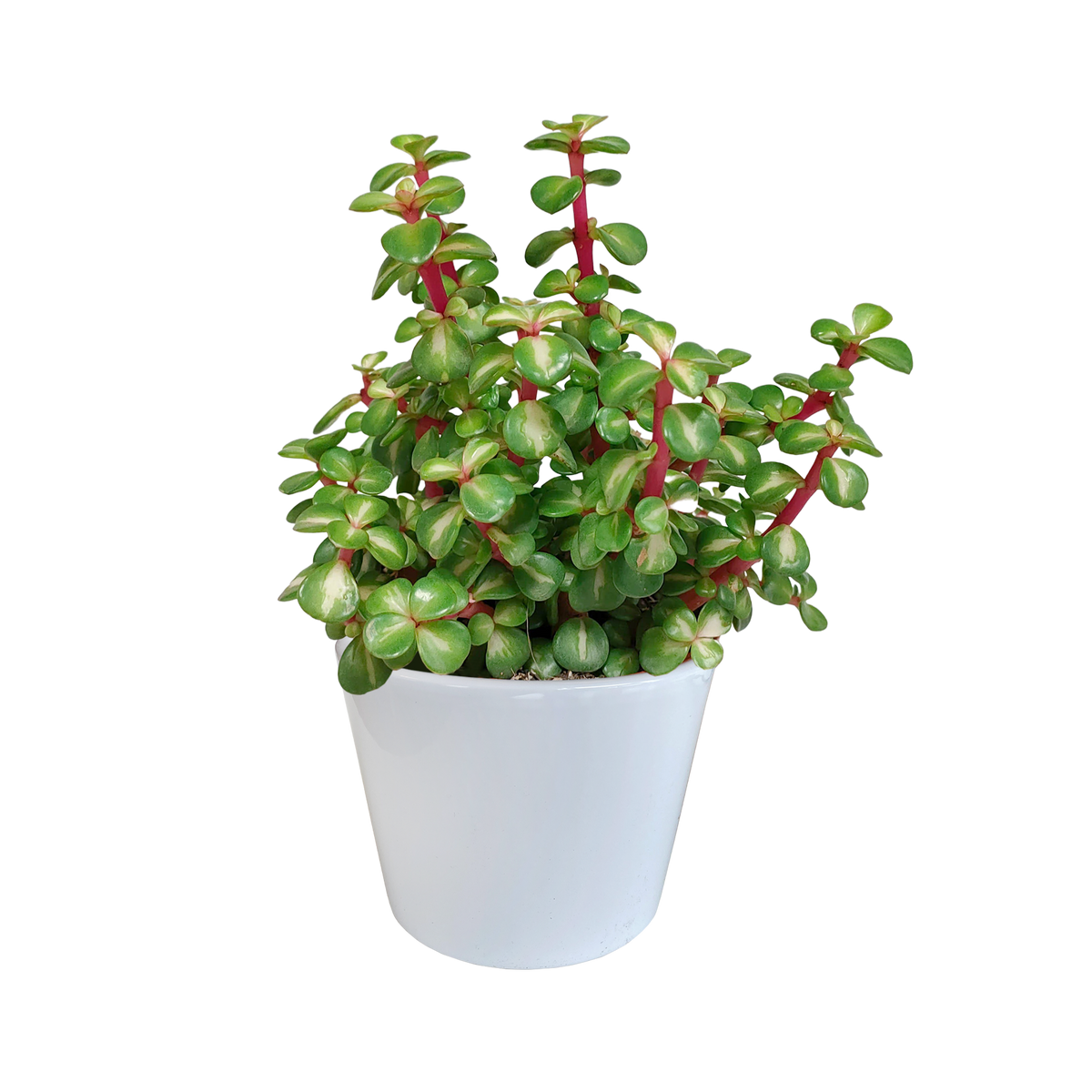 Productafbeelding van Pureplant