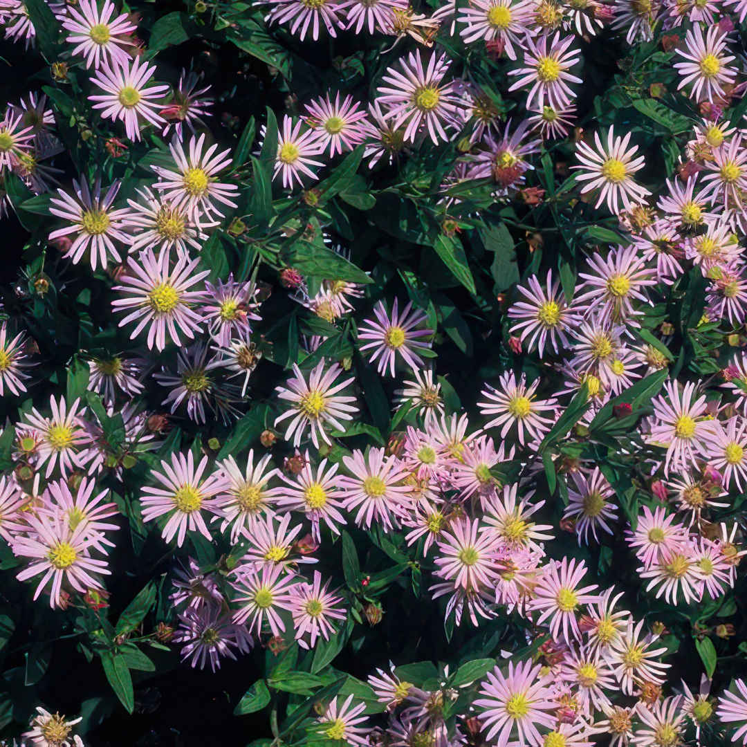 Aster pluggen voor een kleurrijke najaarstuin, 6 stuks, plant in pot