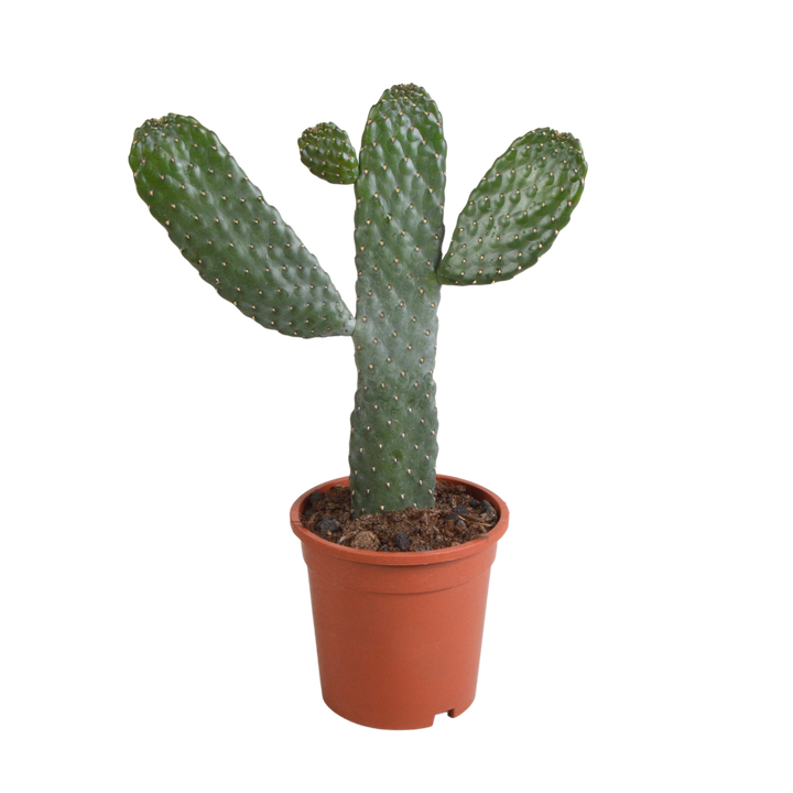Opuntia consulea, schijfcactus met donkere stekels, 17 cm