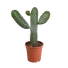 Opuntia consulea, schijfcactus met donkere stekels, 17 cm