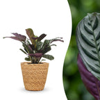 Ctenanthe Burle Marxii - Visgraatplant met mand, plant in pot