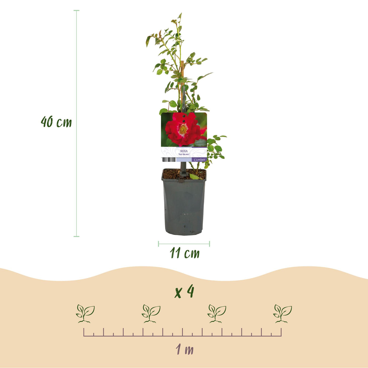 Rosa Red Queen, kenmerkend blad