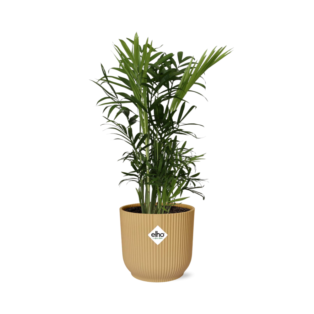 Productfoto van Chamaedorea Elegans in ELHO Vibes Fold 14cm geel