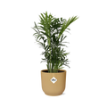 Productfoto van Chamaedorea Elegans in ELHO Vibes Fold 14cm geel