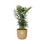 Productfoto van Chamaedorea Elegans in ELHO Vibes Fold 14cm geel