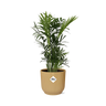 Chamaedorea Elegans in ELHO Vibes Fold 14cm geel