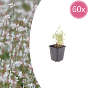 Gaura lindheimeri