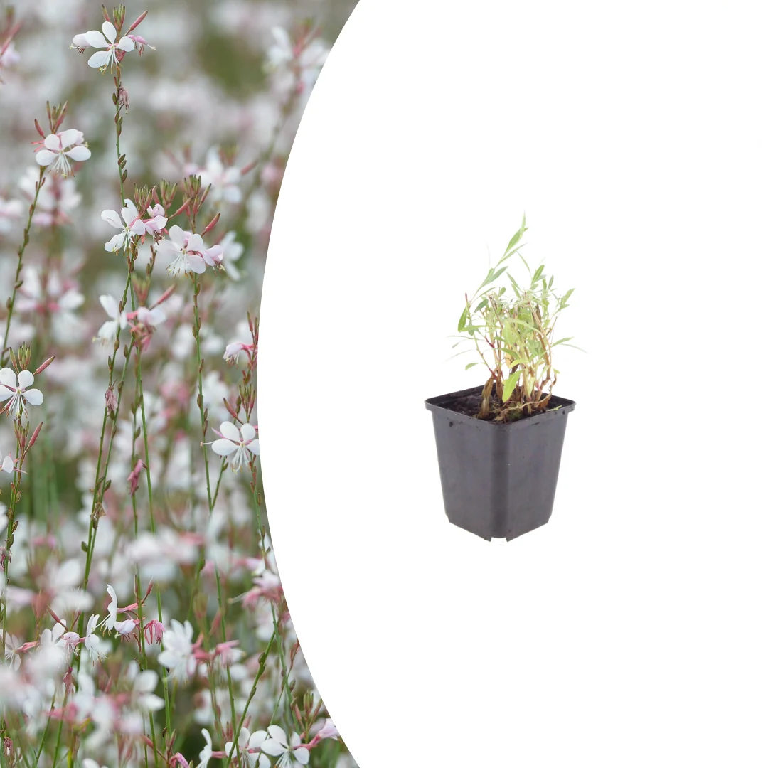 Gaura lindheimeri, detail van het blad