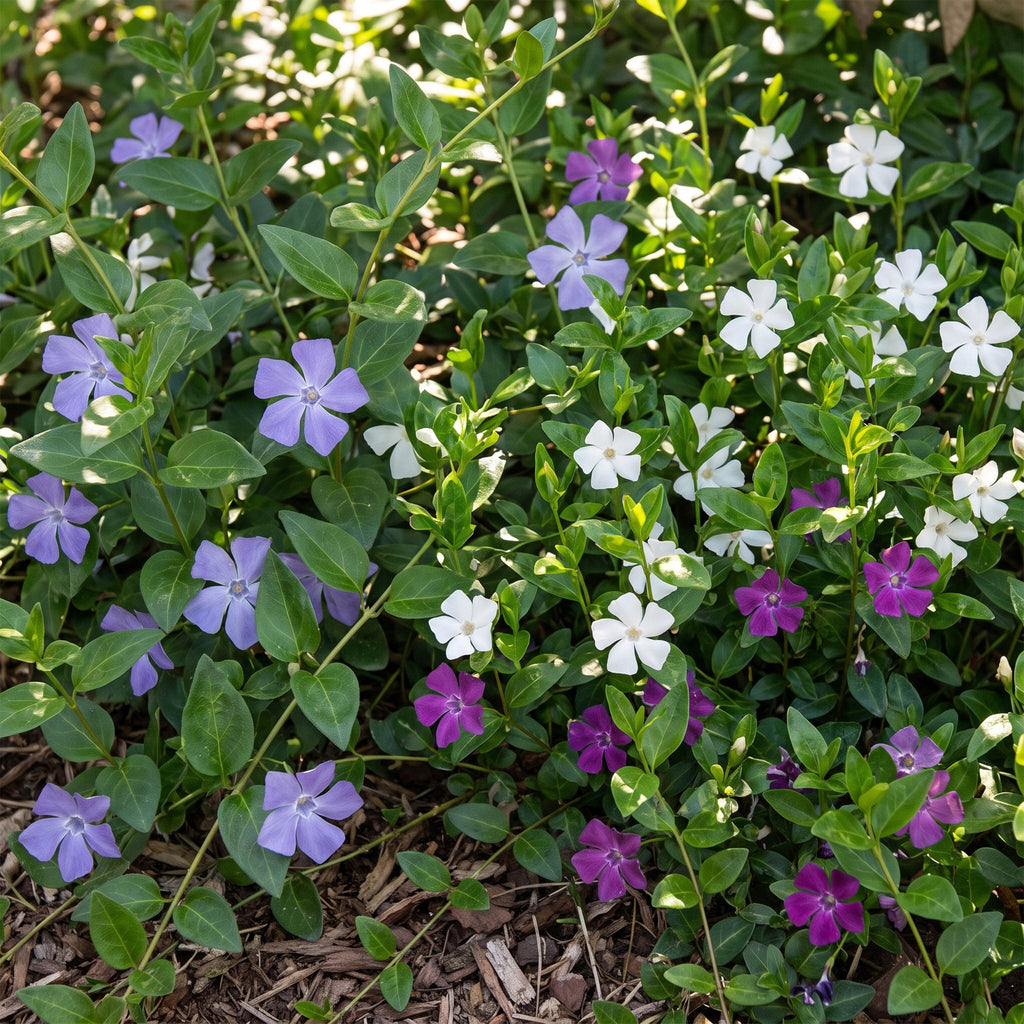 Vinca minor tricolour - driekleurige maagdenpalm, gezonde plant