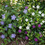 Vinca minor tricolour - driekleurige maagdenpalm, gezonde plant
