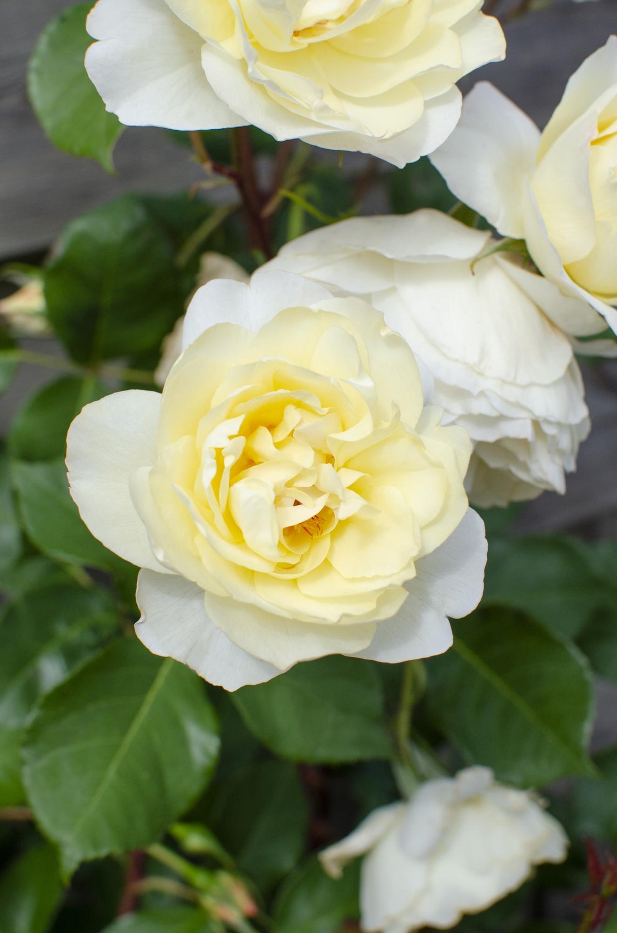 Detailfoto van Rosa Crazy in love 'Vanilla' - Creme Roos