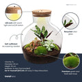 DIY plantenterrarium met licht, Fat Joe Red, compleet setje, plant in pot