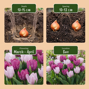 Tulp Candy Purple Prince mix bloembollen, foto 4