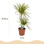 Dracaena Sunray, groene bladeren