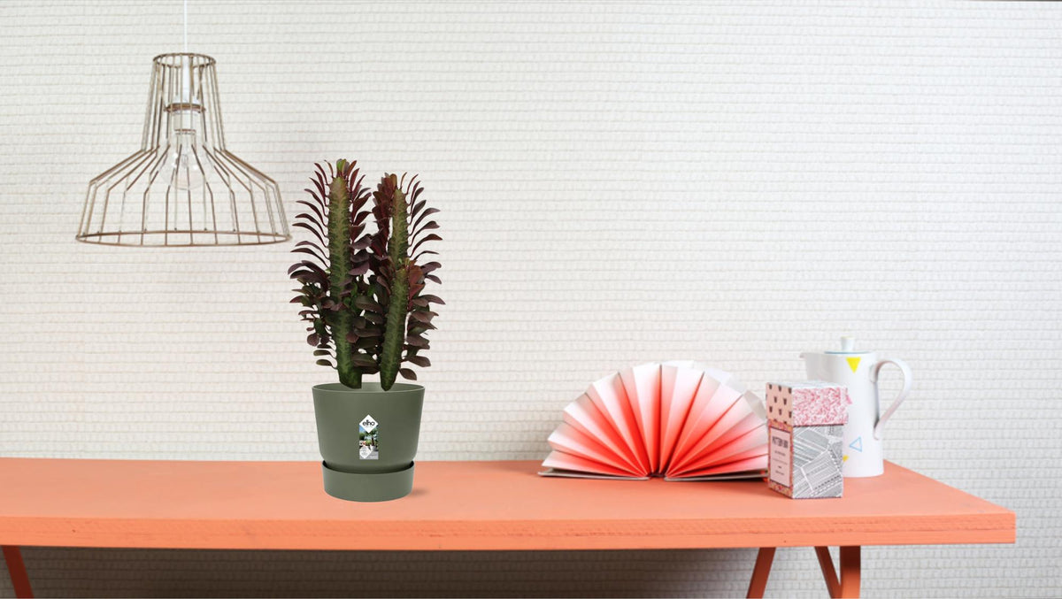 Euphorbia Trigona Rubra, plant in pot