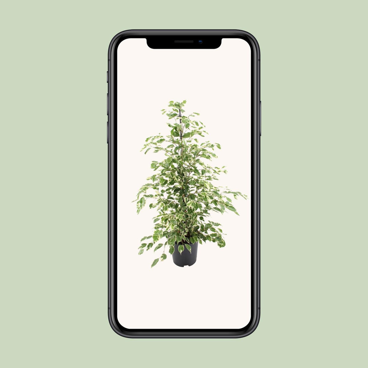 Ficus benjamina Twilight, groene bladeren