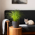 Cyperus alternifolius Zumula met grijze pot, in pot